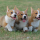 Illustration for article titled Puppy Advice